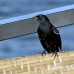 blackbird_shouldered_tawny_jar_h_0432_cub1157.jpg